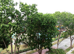 Tampines Court (Enbloc) (D18), Condominium #104847832